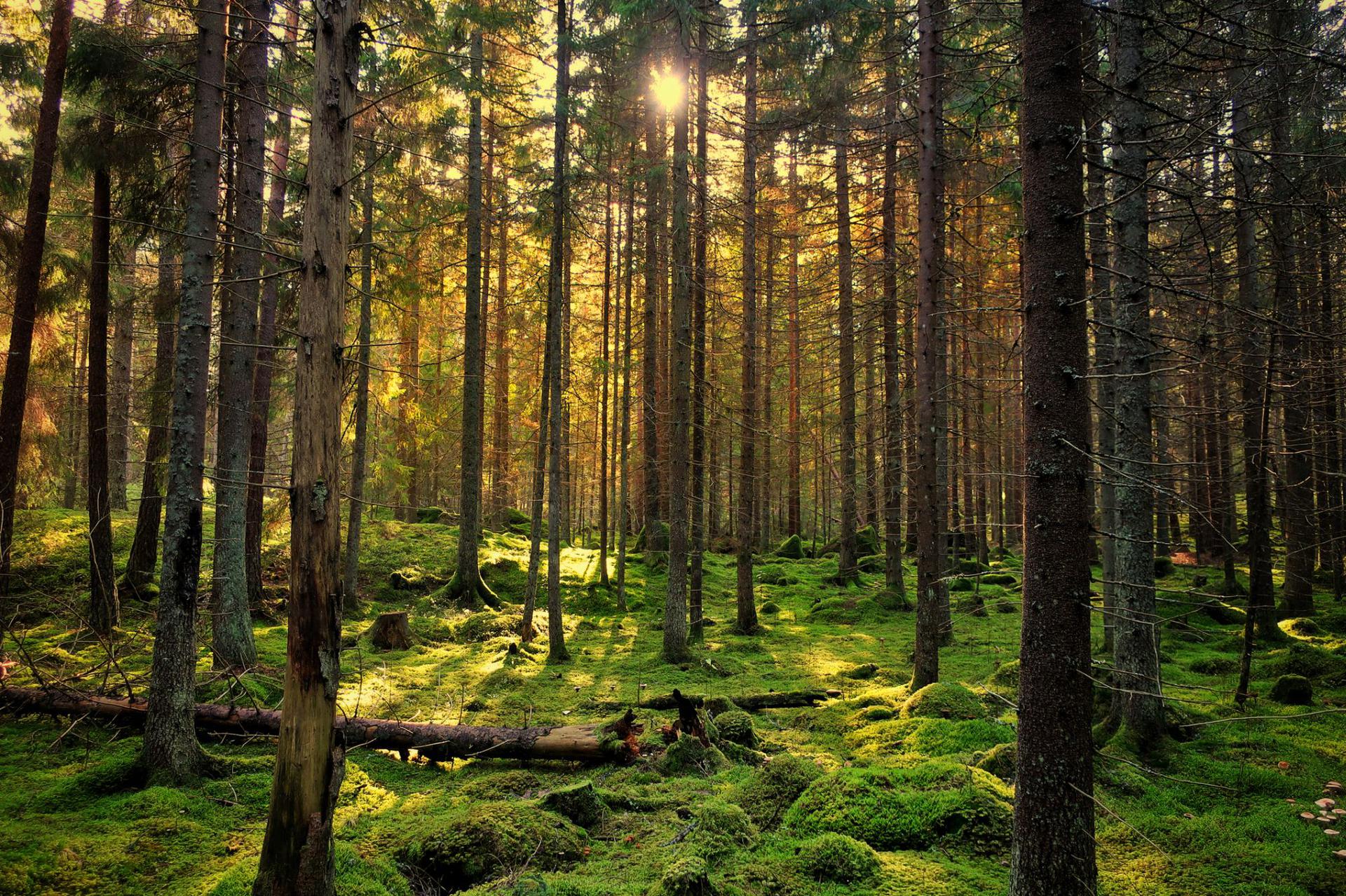Puszcza Białowieska